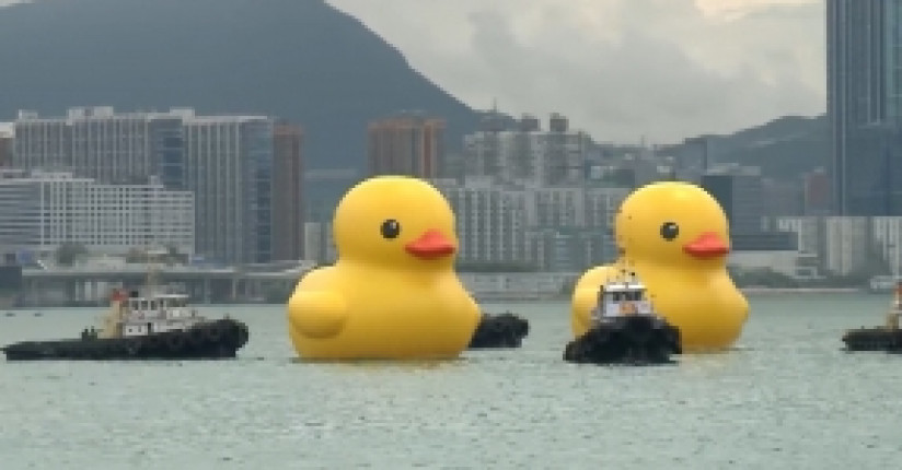 Rubber Ducks Arrive Off Admiralty